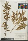 Foto von Salix alba L. x Salix fragilis L.